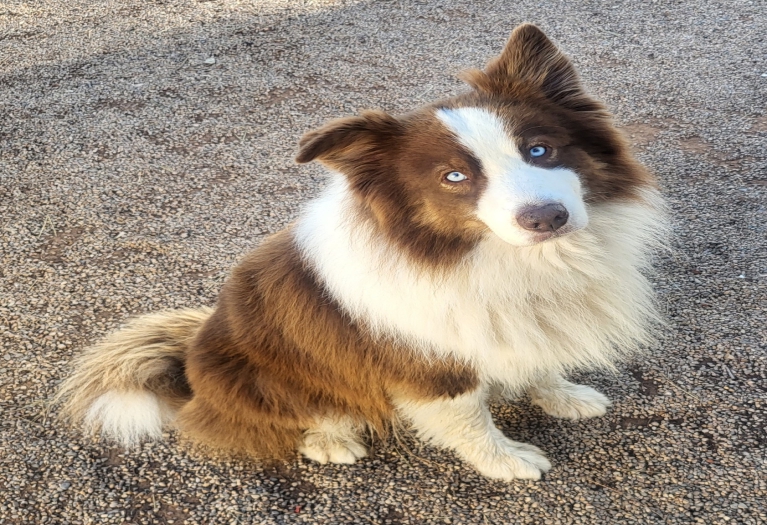 Billy - Australian Shepherd